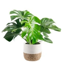 Philodendron Monstera Swiss Cheese Indoor Plant In 10 In. Decor Weave Planter, Avg. Shipping Height 2-3 Ft. Tall