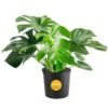 Monstera Deliciosa Indoor Plant In 10 In. Grower Planter, Avg. Shipping Height 2-3 Ft. Tall -ECO PLANTS SHOP costa farms monstera plants co pm10 3 gp 64 1000