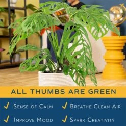 Trending Tropical Monstera Esqueleto Indoor Plant In 10 In. Decor Weave Planter, Avg. Shipping Height 2-3 Ft. Tall 17 Trending Tropical Monstera Esqueleto Indoor Plant In 10 In. Decor Weave Planter, Avg. Shipping Height 2-3 Ft. Tall -ECO PLANTS SHOP costa farms monstera plants l meo p wbt 01 31 1000