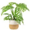 Trending Tropical Monstera Esqueleto Indoor Plant In 10 In. Decor Weave Planter, Avg. Shipping Height 2-3 Ft. Tall