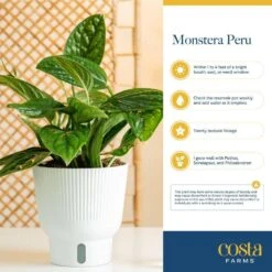 Trending Tropical Green Galaxy Monstera Philodendron Indoor Plant In 6 In. Self-Watering Pot 16 Trending Tropical Green Galaxy Monstera Philodendron Indoor Plant In 6 In. Self-Watering Pot -ECO PLANTS SHOP costa farms monstera plants m ggm p wht 01 31 1000