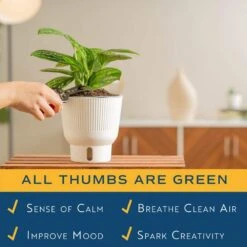 Trending Tropical Green Galaxy Monstera Philodendron Indoor Plant In 6 In. Self-Watering Pot 13 Trending Tropical Green Galaxy Monstera Philodendron Indoor Plant In 6 In. Self-Watering Pot -ECO PLANTS SHOP costa farms monstera plants m ggm p wht 01 44 1000