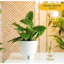 Trending Tropical Green Galaxy Monstera Philodendron Indoor Plant In 6 In. Self-Watering Pot 11 Trending Tropical Green Galaxy Monstera Philodendron Indoor Plant In 6 In. Self-Watering Pot -ECO PLANTS SHOP costa farms monstera plants m ggm p wht 01 4f 1000