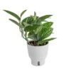 Trending Tropical Green Galaxy Monstera Philodendron Indoor Plant In 6 In. Self-Watering Pot 2 Trending Tropical Green Galaxy Monstera Philodendron Indoor Plant In 6 In. Self-Watering Pot -ECO PLANTS SHOP costa farms monstera plants m ggm p wht 01 64 1000