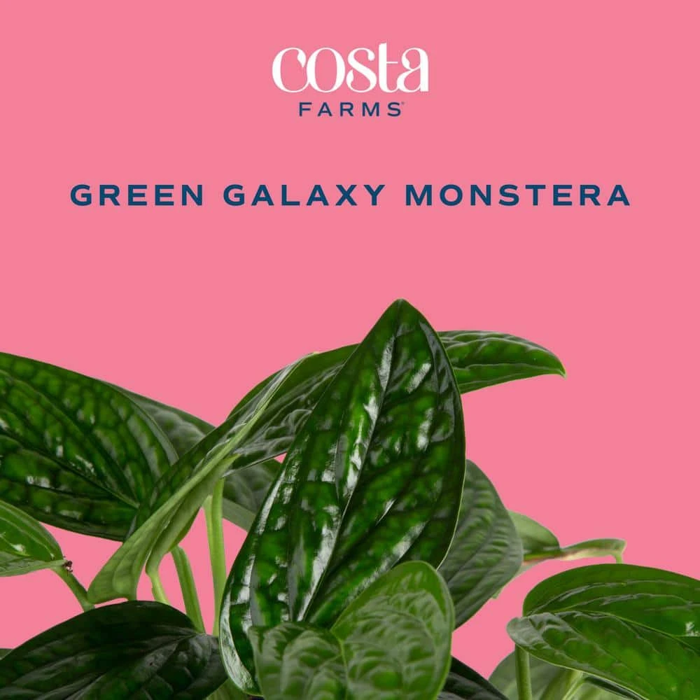 Trending Tropical Green Galaxy Monstera Philodendron Indoor Plant In 6 In. Self-Watering Pot 3 Trending Tropical Green Galaxy Monstera Philodendron Indoor Plant In 6 In. Self-Watering Pot - Image 2