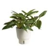 Trending Tropical Monstera Cobra Indoor Plant In 6 In. Self-Watering Pot -ECO PLANTS SHOP costa farms monstera plants m moc s mwg 01 64 1000