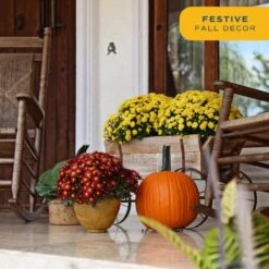 Orange Ready To Bloom Fall Chrysanthemum Outdoor Plant In 3 Qt. Bushel Barrell, Avg.Shipping Height 1-2 Ft. (2-Pack) -ECO PLANTS SHOP costa farms perennials chr3qtorg2pkwb 4f 1000