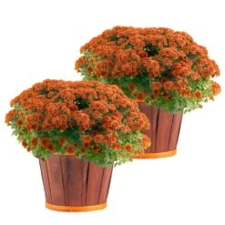 Orange Ready To Bloom Fall Chrysanthemum Outdoor Plant In 3 Qt. Bushel Barrell, Avg.Shipping Height 1-2 Ft. (2-Pack)