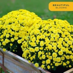 Yellow Ready To Bloom Fall Chrysanthemum Outdoor Plant In 3 Qt. Bushel Basket Pot, Avg. Shipping Height 1-2 Ft. (2-Pack) -ECO PLANTS SHOP costa farms perennials chr3qtylw2pkwb 1f 1000