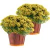 Yellow Ready To Bloom Fall Chrysanthemum Outdoor Plant In 3 Qt. Bushel Basket Pot, Avg. Shipping Height 1-2 Ft. (2-Pack) -ECO PLANTS SHOP costa farms perennials chr3qtylw2pkwb 64 1000