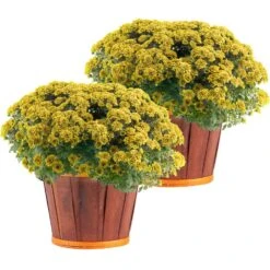Yellow Ready To Bloom Fall Chrysanthemum Outdoor Plant In 3 Qt. Bushel Basket Pot, Avg. Shipping Height 1-2 Ft. (2-Pack)
