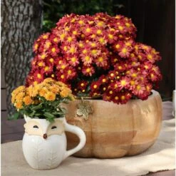 Yellow Ready To Bloom Fall Chrysanthemum Outdoor Plant In 1 Qt. Grower Pot, Avg. Shipping Height 8 In. Tall (4-Pack) -ECO PLANTS SHOP costa farms perennials co 1qmum ylw4pk 44 1000