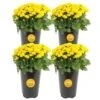 Yellow Ready To Bloom Fall Chrysanthemum Outdoor Plant In 1 Qt. Grower Pot, Avg. Shipping Height 8 In. Tall (4-Pack) -ECO PLANTS SHOP costa farms perennials co 1qmum ylw4pk 64 1000