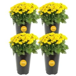 Yellow Ready To Bloom Fall Chrysanthemum Outdoor Plant In 1 Qt. Grower Pot, Avg. Shipping Height 8 In. Tall (4-Pack)