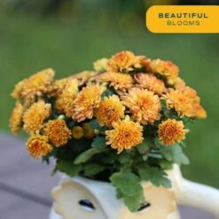 Orange Ready To Bloom Fall Chrysanthemum Outdoor Plant In 1 Qt. Grower Pot, Avg. Shipping Height 8 In. Tall (4-Pack) -ECO PLANTS SHOP costa farms perennials co1qmum org 4pk 1f 1000