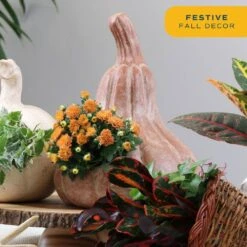 Orange Ready To Bloom Fall Chrysanthemum Outdoor Plant In 1 Qt. Grower Pot, Avg. Shipping Height 8 In. Tall (4-Pack) -ECO PLANTS SHOP costa farms perennials co1qmum org 4pk 44 1000