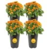Orange Ready To Bloom Fall Chrysanthemum Outdoor Plant In 1 Qt. Grower Pot, Avg. Shipping Height 8 In. Tall (4-Pack)