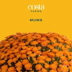 Orange Ready To Bloom Fall Chrysanthemum Outdoor Plant In 1 Qt. Grower Pot, Avg. Shipping Height 8 In. Tall (4-Pack) -ECO PLANTS SHOP costa farms perennials co1qmum org 4pk c3 1000