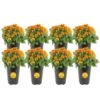 Orange Ready To Bloom Fall Chrysanthemum Outdoor Plant In 1 Qt. Grower Pot, Avg. Shipping Height 8 In. Tall (8-Pack) -ECO PLANTS SHOP costa farms perennials co1qmum org 8pk 64 1000