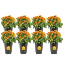 Orange Ready To Bloom Fall Chrysanthemum Outdoor Plant In 1 Qt. Grower Pot, Avg. Shipping Height 8 In. Tall (8-Pack)