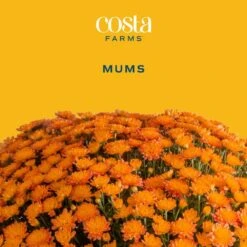 Orange Ready To Bloom Fall Chrysanthemum Outdoor Plant In 1 Qt. Grower Pot, Avg. Shipping Height 8 In. Tall (8-Pack) -ECO PLANTS SHOP costa farms perennials co1qmum org 8pk c3 1000