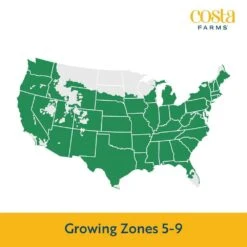 Yellow Ready To Bloom Fall Chrysanthemum Outdoor Plant In 1 Qt. Grower Pot, Average Shipping Height 8 In. Tall (8-Pack) -ECO PLANTS SHOP costa farms perennials co1qmum ylw 8pk 31 1000