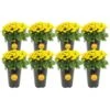 Yellow Ready To Bloom Fall Chrysanthemum Outdoor Plant In 1 Qt. Grower Pot, Average Shipping Height 8 In. Tall (8-Pack) -ECO PLANTS SHOP costa farms perennials co1qmum ylw 8pk 64 1000