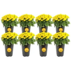 Yellow Ready To Bloom Fall Chrysanthemum Outdoor Plant In 1 Qt. Grower Pot, Average Shipping Height 8 In. Tall (8-Pack)