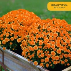 Orange Ready To Bloom Fall Chrysanthemum Outdoor Plant In 3 Qt. Grower Pot, Avg. Shipping Height 1-2 Ft. Tall (2-Pack) -ECO PLANTS SHOP costa farms perennials m fm5 g pot 02 44 1000