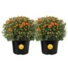 Orange Ready To Bloom Fall Chrysanthemum Outdoor Plant In 3 Qt. Grower Pot, Avg. Shipping Height 1-2 Ft. Tall (2-Pack) -ECO PLANTS SHOP costa farms perennials m fm5 g pot 02 64 1000