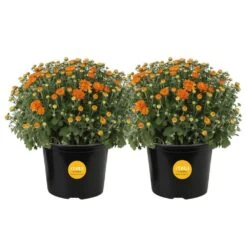 Orange Ready To Bloom Fall Chrysanthemum Outdoor Plant In 3 Qt. Grower Pot, Avg. Shipping Height 1-2 Ft. Tall (2-Pack)