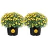 Yellow Ready To Bloom Fall Chrysanthemum Outdoor Plant In 3 Qt. Grower Pot, Avg. Shipping Height 1-2 Ft. Tall (2-Pack) -ECO PLANTS SHOP costa farms perennials m fm6 g pot 02 64 1000