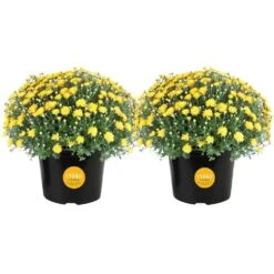 Yellow Ready To Bloom Fall Chrysanthemum Outdoor Plant In 3 Qt. Grower Pot, Avg. Shipping Height 1-2 Ft. Tall (2-Pack)