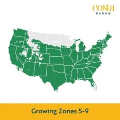 Purple Ready To Bloom Fall Chrysanthemum Outdoor Plant In 3 Qt. Grower Pot, Avg. Shipping Height 1-2 Ft. Tall (2-Pack) -ECO PLANTS SHOP costa farms perennials m fmp g pot 02 31 1000