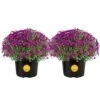 Purple Ready To Bloom Fall Chrysanthemum Outdoor Plant In 3 Qt. Grower Pot, Avg. Shipping Height 1-2 Ft. Tall (2-Pack) -ECO PLANTS SHOP costa farms perennials m fmp g pot 02 64 1000