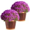 Purple Ready To Bloom Fall Chrysanthemum Outdoor Plant In 3 Qt. Decor Pot, Avg. Shipping Height 1-2 Ft. Tall (2-Pack) 2 Purple Ready To Bloom Fall Chrysanthemum Outdoor Plant In 3 Qt. Decor Pot, Avg. Shipping Height 1-2 Ft. Tall (2-Pack) -ECO PLANTS SHOP costa farms perennials m fmp s bhb 02 64 1000