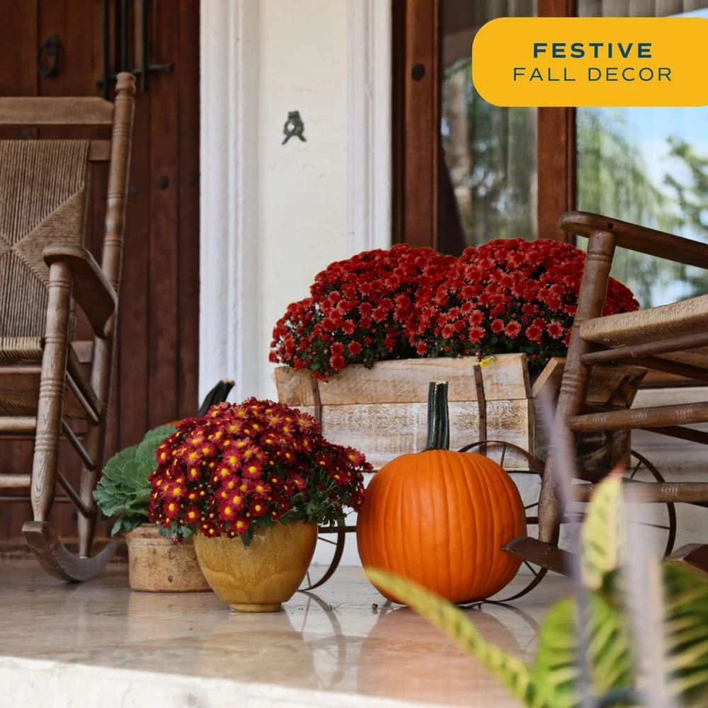 Red Ready To Bloom Fall Chrysanthemum Outdoor Plant In 3 Qt. Grower Pot, Avg. Shipping Height 1-2 Ft. Tall (2-Pack) 7 Red Ready To Bloom Fall Chrysanthemum Outdoor Plant In 3 Qt. Grower Pot, Avg. Shipping Height 1-2 Ft. Tall (2-Pack) - Image 6