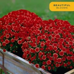 Red Ready To Bloom Fall Chrysanthemum Outdoor Plant In 3 Qt. Grower Pot, Avg. Shipping Height 1-2 Ft. Tall (2-Pack) 13 Red Ready To Bloom Fall Chrysanthemum Outdoor Plant In 3 Qt. Grower Pot, Avg. Shipping Height 1-2 Ft. Tall (2-Pack) -ECO PLANTS SHOP costa farms perennials m fmr g pot 02 4f 1000