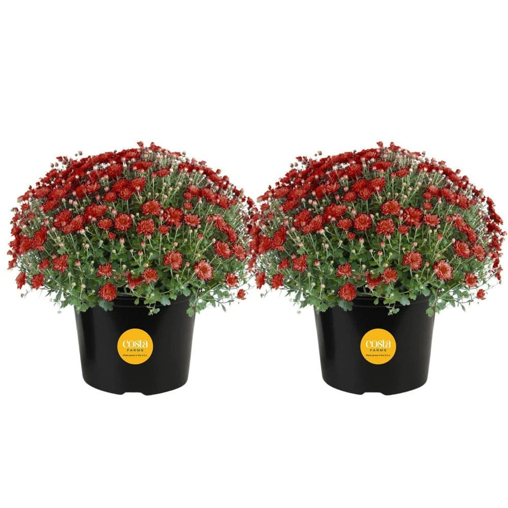 Red Ready To Bloom Fall Chrysanthemum Outdoor Plant In 3 Qt. Grower Pot, Avg. Shipping Height 1-2 Ft. Tall (2-Pack) 2 Red Ready To Bloom Fall Chrysanthemum Outdoor Plant In 3 Qt. Grower Pot, Avg. Shipping Height 1-2 Ft. Tall (2-Pack)