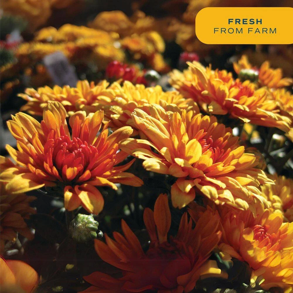 Red Ready To Bloom Fall Chrysanthemum Outdoor Plant In 3 Qt. Grower Pot, Avg. Shipping Height 1-2 Ft. Tall (2-Pack) 9 Red Ready To Bloom Fall Chrysanthemum Outdoor Plant In 3 Qt. Grower Pot, Avg. Shipping Height 1-2 Ft. Tall (2-Pack) - Image 8