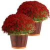 Red Ready To Bloom Fall Chrysanthemum Outdoor Plant In 3 Qt. Decor Pot, Avg. Shipping Height 1-2 Ft. Tall (2-Pack) -ECO PLANTS SHOP costa farms perennials m fmr s bhb 02 64 1000