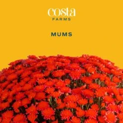 Red Ready To Bloom Fall Chrysanthemum Outdoor Plant In 3 Qt. Decor Pot, Avg. Shipping Height 1-2 Ft. Tall (2-Pack) -ECO PLANTS SHOP costa farms perennials m fmr s bhb 02 c3 1000