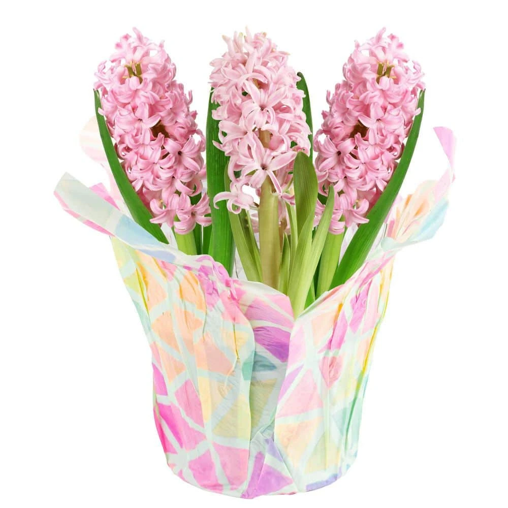 6 In. Pink Hyacinth Plant In Easter Decor Mylar Wrap, Average Shipping Height 10 In. Tall 3 6 In. Pink Hyacinth Plant In Easter Decor Mylar Wrap, Average Shipping Height 10 In. Tall