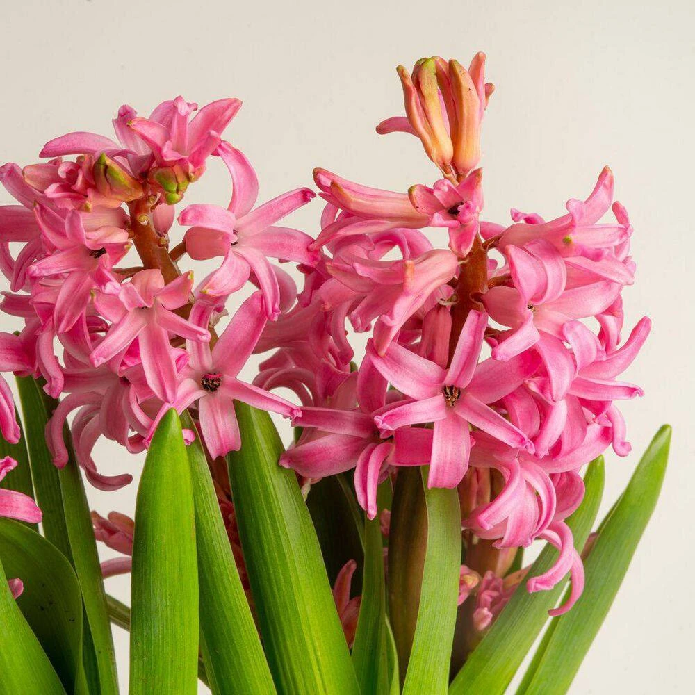 6 In. Pink Hyacinth Plant In Easter Decor Mylar Wrap, Average Shipping Height 10 In. Tall 4 6 In. Pink Hyacinth Plant In Easter Decor Mylar Wrap, Average Shipping Height 10 In. Tall - Image 2