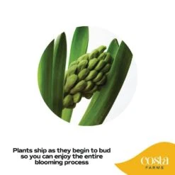 6 In. Purple Hyacinth Plant In Easter Decor Mylar Wrap, Average Shipping Height 10 In. Tall 11 6 In. Purple Hyacinth Plant In Easter Decor Mylar Wrap, Average Shipping Height 10 In. Tall -ECO PLANTS SHOP costa farms perennials m hy4 w emy 01 4f 1000