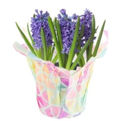 6 In. Purple Hyacinth Plant In Easter Decor Mylar Wrap, Average Shipping Height 10 In. Tall
