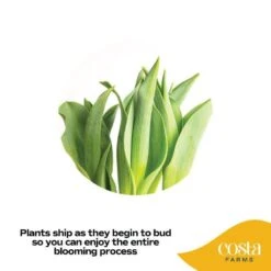 6 In. Yellow Tulip Plant In Easter Decor Mylar Wrap, Average Shipping Height 10 In. Tall 12 6 In. Yellow Tulip Plant In Easter Decor Mylar Wrap, Average Shipping Height 10 In. Tall -ECO PLANTS SHOP costa farms perennials m tu6 w emy 01 1f 1000
