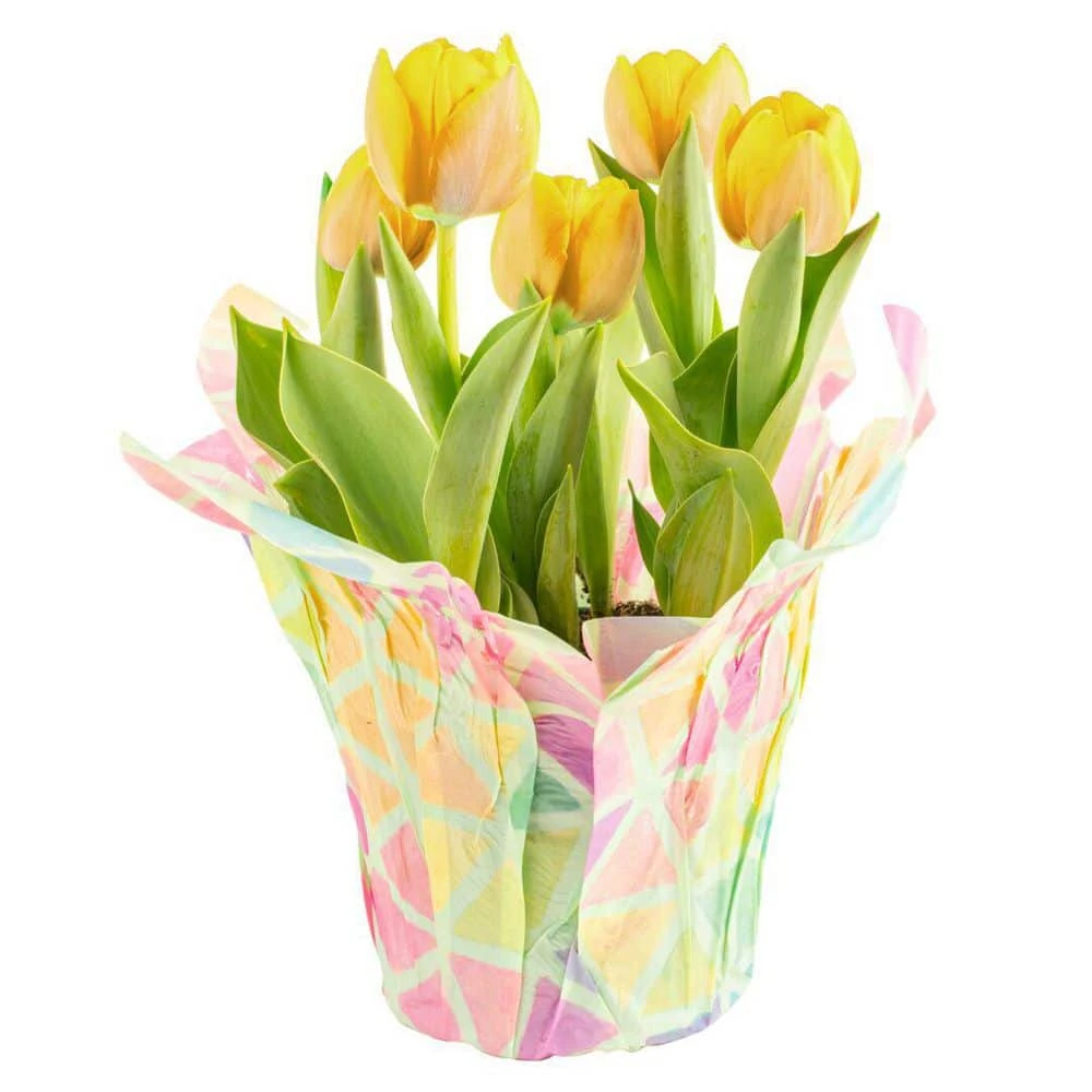 6 In. Yellow Tulip Plant In Easter Decor Mylar Wrap, Average Shipping Height 10 In. Tall 3 6 In. Yellow Tulip Plant In Easter Decor Mylar Wrap, Average Shipping Height 10 In. Tall