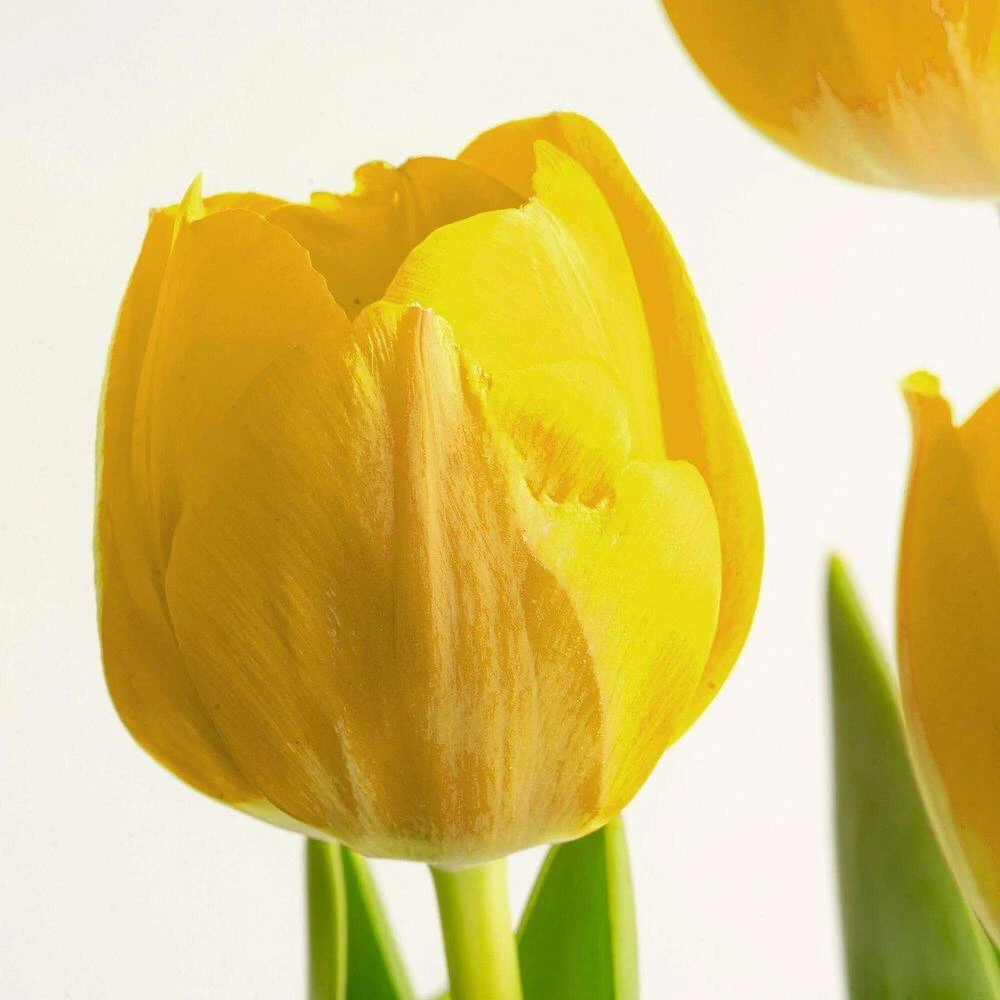6 In. Yellow Tulip Plant In Easter Decor Mylar Wrap, Average Shipping Height 10 In. Tall 4 6 In. Yellow Tulip Plant In Easter Decor Mylar Wrap, Average Shipping Height 10 In. Tall - Image 2