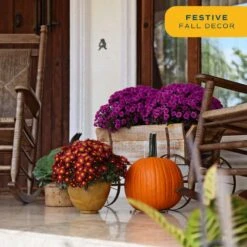 Purple Ready To Bloom Fall Chrysanthemum Outdoor Plant In 1 Qt. Grower Pot, Avg. Shipping Height 8 In. Tall (4-Pack) -ECO PLANTS SHOP costa farms perennials s fmp g pot 04 1f 1000